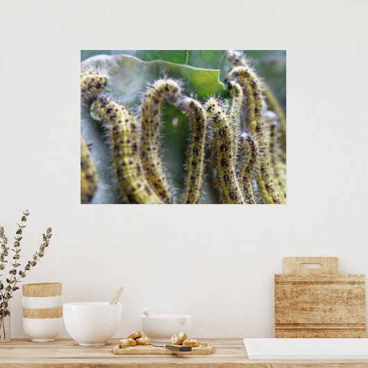 Poster Chou affamé Canapés blancs Imprimer (Cuisine)