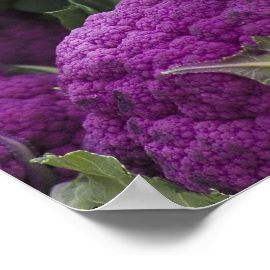 Poster Chou-fleur pourpre (Coin)