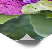 Poster Chou-fleur pourpre à vendre (Coin)