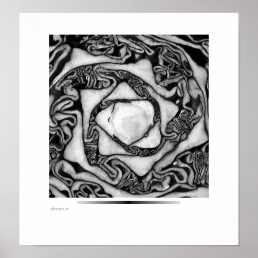 Poster chou, noir et blanc (Devant)