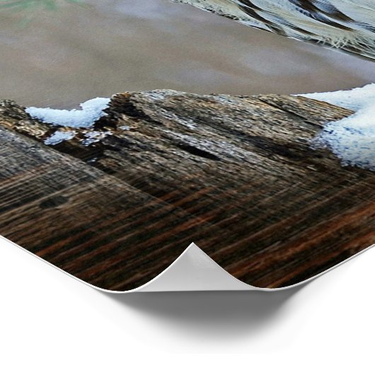 Poster Chouette (Coin)