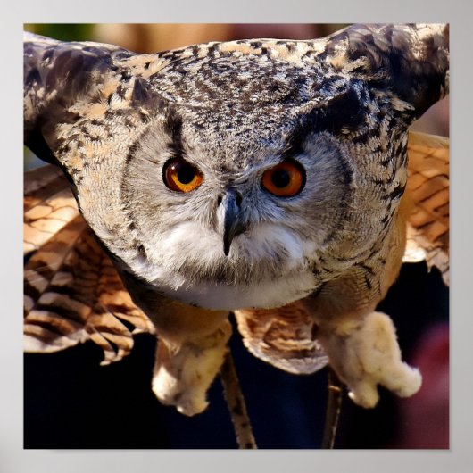 Poster Chouette (Devant)