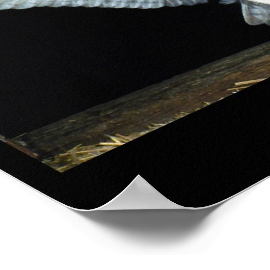 Poster Chouette (6) (Coin)