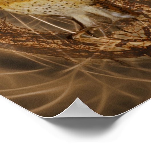 Poster Chouette à attraper de rêve (Coin)