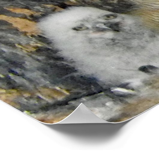 Poster Chouette à cornes avec hibou (Coin)