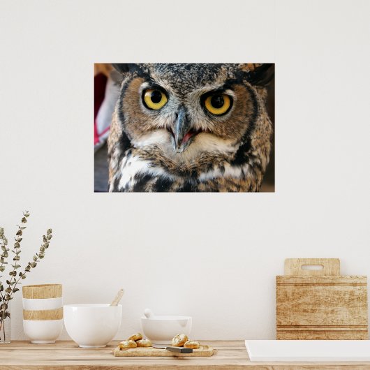 Poster Chouette à cornes (Bubo virginianus) (Cuisine)