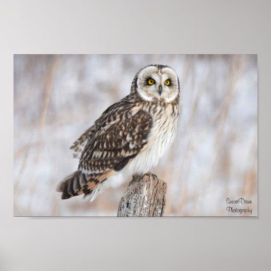 Poster Chouette à courte portée (Devant)