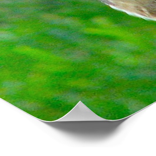 Poster Chouette à l'étable (Coin)