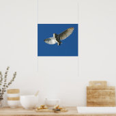 Poster Chouette à l'étable en vol diurne (Cuisine)
