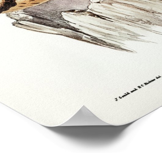 Poster Chouette à visage châtaignier par Elizabeth Gould (Coin)