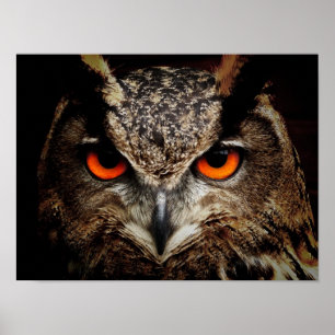 Poster Chouette-aigle