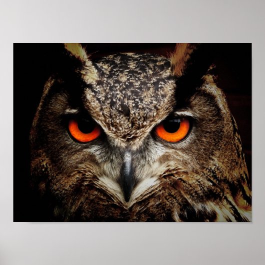 Poster Chouette-aigle (Devant)