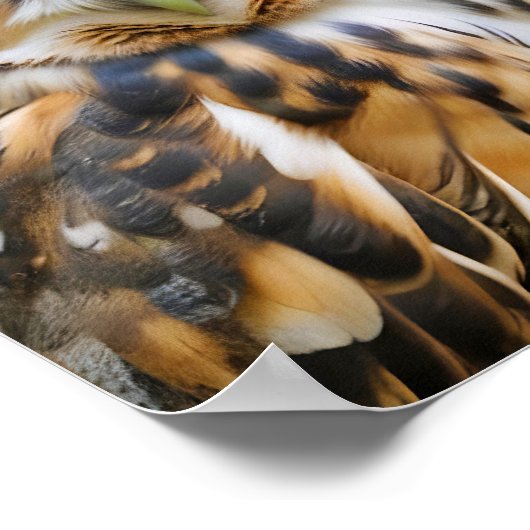 Poster Chouette Animal Nature Faune Affection Soin (Coin)