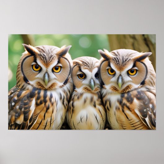 Poster Chouette Animal Nature Faune Affection Soin (Devant)