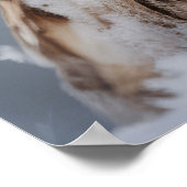 Poster Chouette Animal Oiseau Beauté Liberté Wilderness W (Coin)