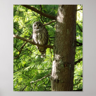 Poster Chouette au jardin botanique Van Dusen Vancouver C