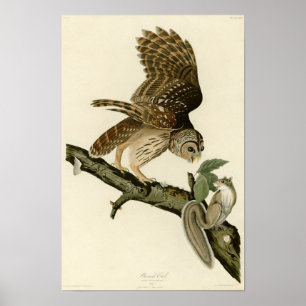 Poster Chouette barrée d'Audubon