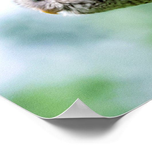 Poster Chouette barrée en vol (Coin)