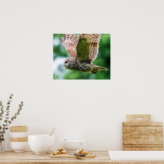 Poster Chouette barrée en vol (Cuisine)