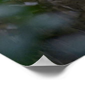 Poster Chouette barrée, Everglades, Floride (Coin)