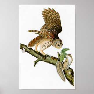 Poster Chouette barrée John James Audubon Oiseaux d'Améri