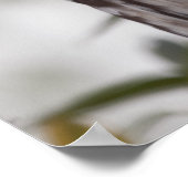 Poster Chouette barrée juvénile (Strix varia) (Coin)