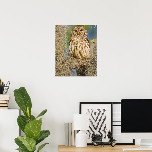Poster Chouette barrée (Strix varia) perchée dans un cypr (Bureau à domicile)