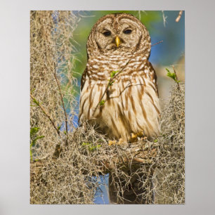 Poster Chouette barrée (Strix varia) perchée dans un cypr