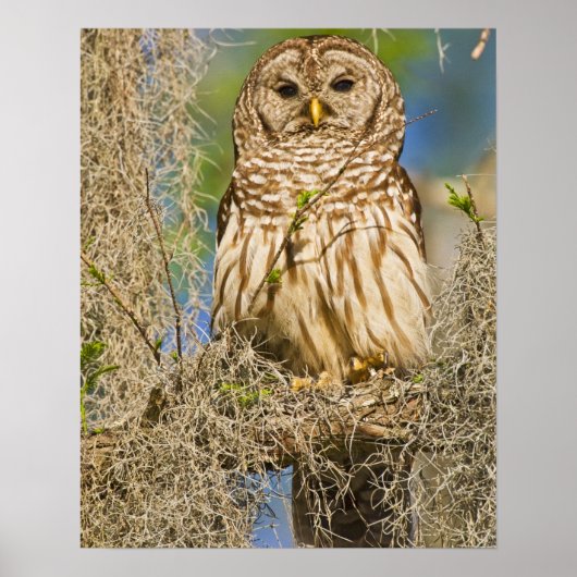 Poster Chouette barrée (Strix varia) perchée dans un cypr (Devant)