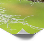 Poster Chouette barrée sur le membre de l'arbre (Coin)