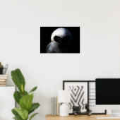 Poster Chouette blanche à la broche avec un regard perçan (Bureau à domicile)