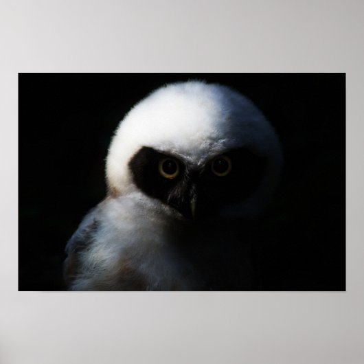 Poster Chouette blanche à la broche avec un regard perçan (Devant)