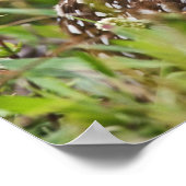 Poster Chouette bractée, Athene cunicularia, Cape Coral, (Coin)