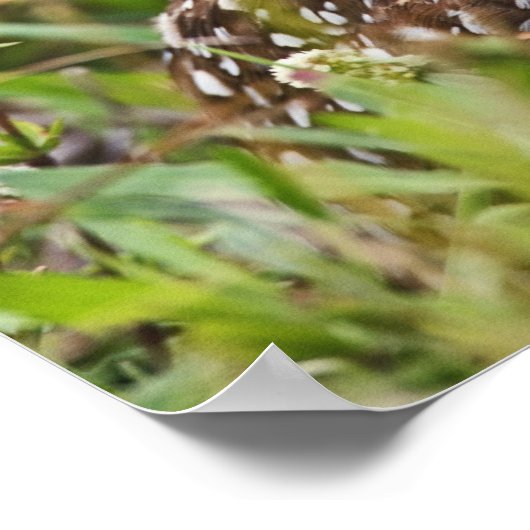 Poster Chouette bractée, Athene cunicularia, Cape Coral, (Coin)