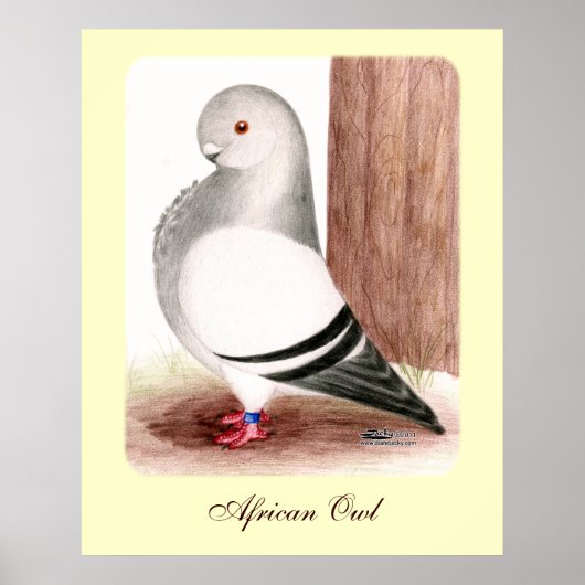 Poster Chouette d'Afrique bleue Pigeon (Devant)