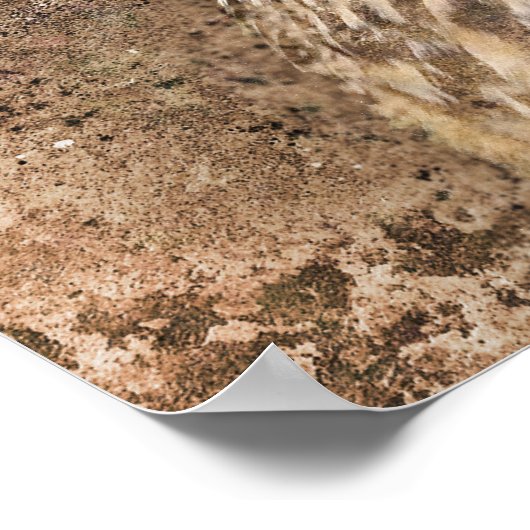 Poster Chouette d'aigle (Coin)