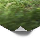 Poster Chouette Dans L'Herbe (Coin)