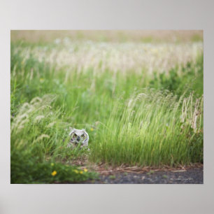 Poster Chouette Dans L'Herbe