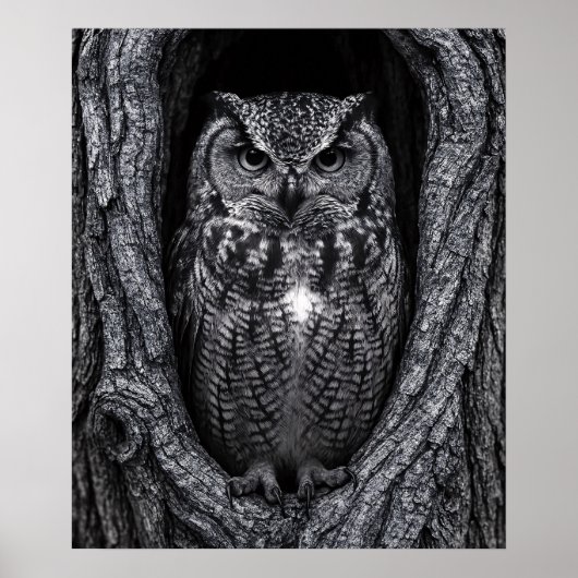 Poster Chouette dans un arbre noir et blanc (Devant)