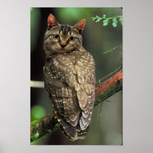 Poster Chouette de chat