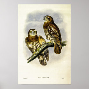Poster Chouette de Forbes vintage par John Gould