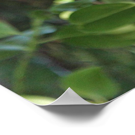 Poster Chouette de Hoot sauvage qui brille dans la forêt (Coin)