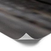 Poster Chouette de l'Écorce endormie (Coin)