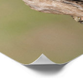 Poster Chouette de l'Est (Coin)