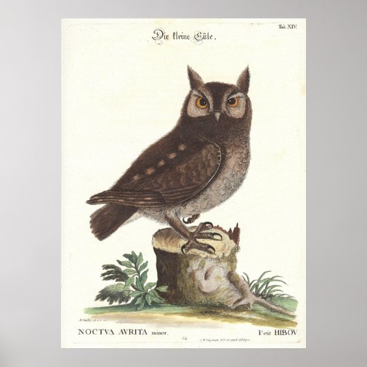 Poster Chouette de l'Est Catesby Seligman Reproduction (Devant)