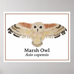 Poster Chouette de marais d'aquarelle d'oiseaux scientifi