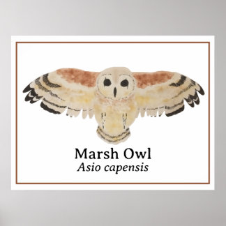 Poster Chouette de marais d'aquarelle d'oiseaux scientifi