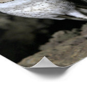 Poster Chouette des Galapagos (Coin)