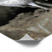 Poster Chouette des Galapagos (Coin)