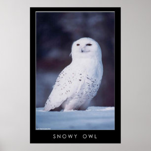 Poster Chouette des neiges